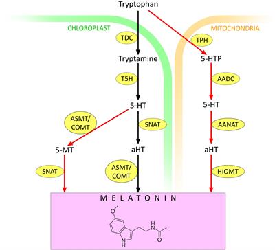 Functional interaction of melatonin with gasotransmitters and ROS in plant adaptation to abiotic stresses